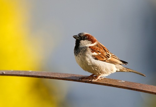 sparrow-6300790_640.jpg